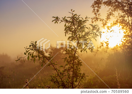 Vintage sunny background Vintage sunny background 70589560