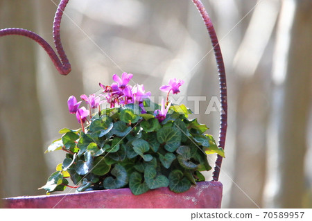 Heart potted plant Heart potted plant 70589957