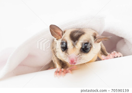 Sugar glider face Sugar glider face 70590139