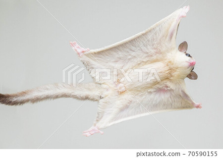 Sugar glider jump 70590155