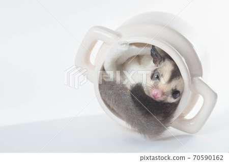 Sugar glider in the cup 70590162