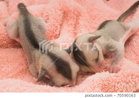 貓頭鷹Momonga Twins 貓頭鷹Momonga Twins 70590163