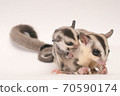 Parent and child of sugar glider 70590174