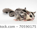 Parent and child of sugar glider 70590175