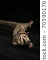 Parent and child of sugar glider 70590176