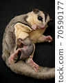 Breastfeeding sugar glider 70590177