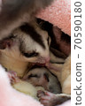 Breast-feeding sugar glider 70590180