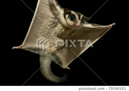 Floromondonga to jump Floromondonga to jump 70590181