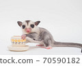 Sugar glider with a cup 70590182