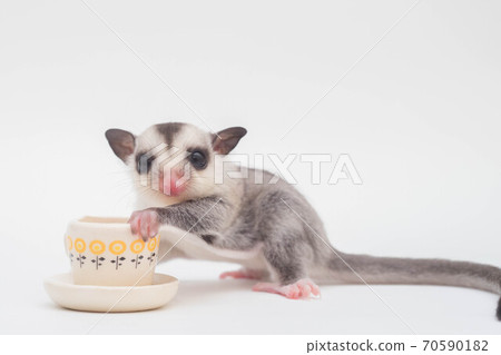 貓頭鷹濛濛加杯 70590182