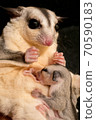 Breast-feeding sugar glider 70590183