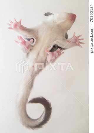 Sugar glider belly 70590184