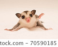 Intimidating baby sugar glider 70590185