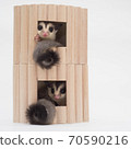 Sugar glider twins 70590216