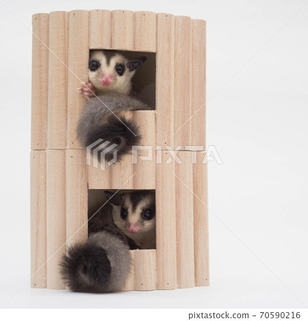 Sugar glider twins 70590216
