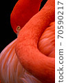 Flamingo  70590217