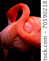 Flamingo  70590218