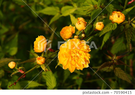 Yamabuki 01 70590415