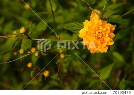 Yamabuki 19 70590479