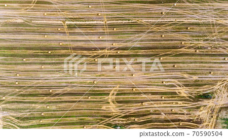 Harvest. Red harvesters work in the field. Aerial view of harvesting of wheat and agricultural machinery. Top view. 70590504