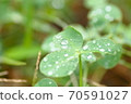 Clover after the rain 70591027