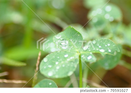 Clover after the rain Clover after the rain 70591027