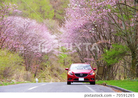 Drive image wild cherry tree 70591265