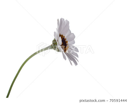 white Rhodanthemum or Moroccan daisy on white Background 70591444