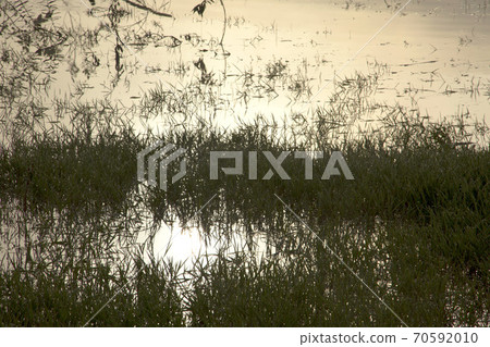 Dawn water plants Dawn water plants 70592010