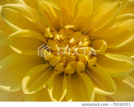 Framed yellow Dahlia Flower in the sun. 70592051