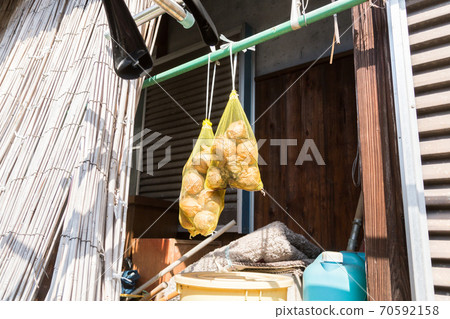 Onions on the eaves Onions on the eaves 70592158