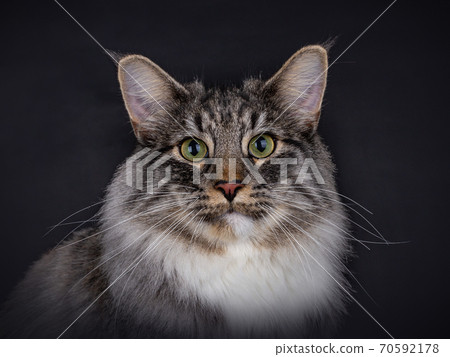 Portrait of a Norwegian Forest cat on Black. Portrait of a Norwegian Forest cat on Black. 70592178