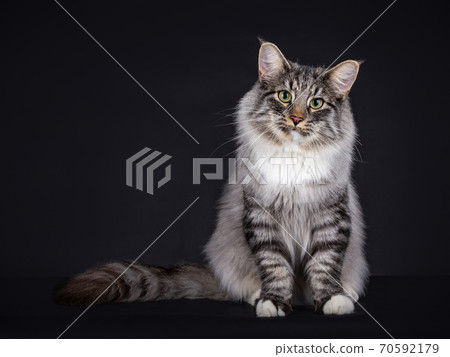 Norwegian Forest cat on Black. Norwegian Forest cat on Black. 70592179