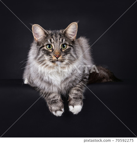 Norwegian Forest cat on Black. Norwegian Forest cat on Black. 70592275
