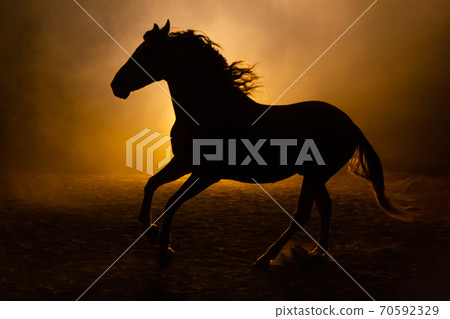 Andalusian horse in smokey setting Andalusian horse in smokey setting 70592329