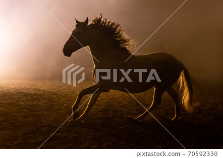 Andalusian horse in smokey setting 70592330