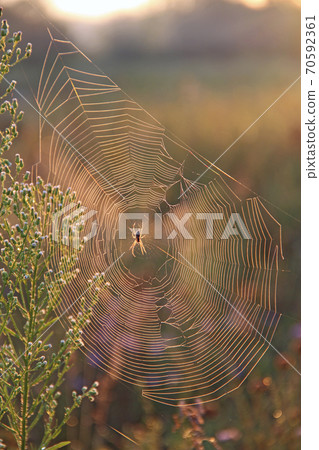 Wet spider's web on branch closeup with drops of dew. House of spider 70592361