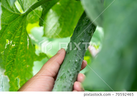 Cucumber cultivation and harvesting (July) Home garden 70592465