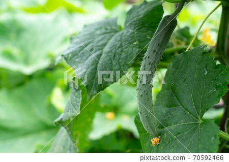 Cucumber cultivation (July) Home garden 70592466