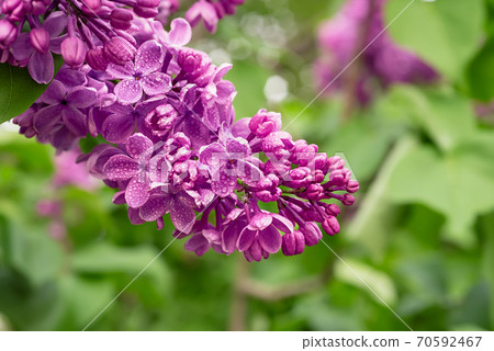 Spring lilac flowers Spring lilac flowers 70592467