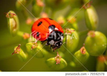 Ladybug on a parsnip 70592578