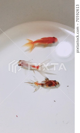 Goldfish Goldfish 70592613