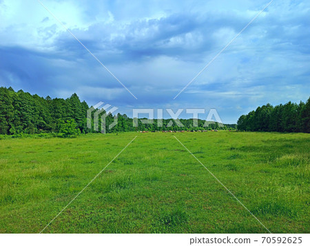 cows graze in pasture near the forest. Summer landscape 70592625