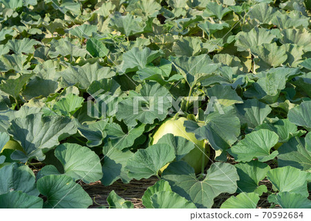 Tochigi Prefecture Evening face cultivation Yugao (processed to become "Kanpyo") (July) 70592684
