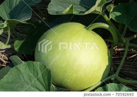 木縣晚間耕作Yugao（加工成“ kanpyo”）（7月） 70592693