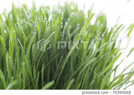 Grass and dew Grass and dew 70593088
