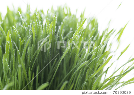 Grass and dew Grass and dew 70593089