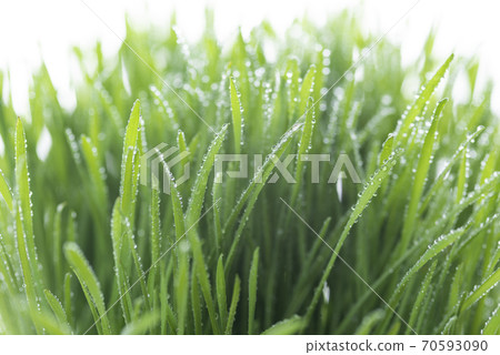 Grass and dew Grass and dew 70593090