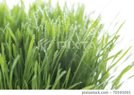 Grass and dew 70593091