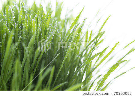 Grass and dew Grass and dew 70593092